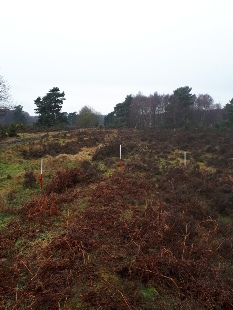 Linear Bank on Budby South Forest - Archaeology in Sherwood Forest